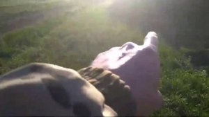 Итоги уборки озимой пшеницы сорт,, Таня,, сеянная весной