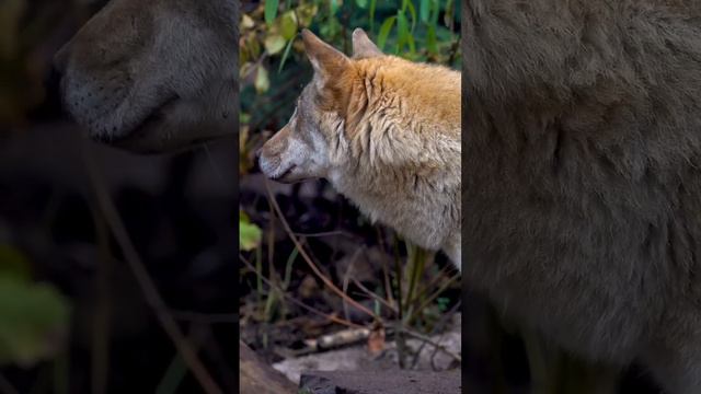 Волк в московском зоопарке 2022 смотреть онлайн