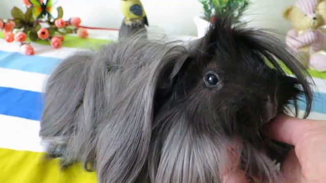 Породы морских свинок: Перуанская и Ангора. Передаем приветы. смотреть онлайн