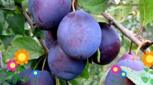 Слива домашняя Ренклод тамбовский. Краткий обзор, описание характеристик