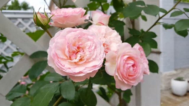 ???"Пьер и Компания": розы Пьер де Ронсар , Пьер де Ронсар Мини и Пале Рояль??? смотреть онлайн