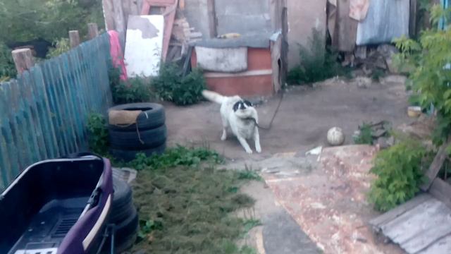 И вот так каждый день...