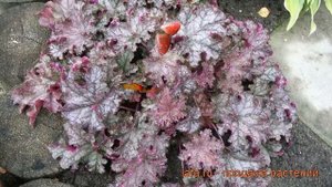 Гейхера гибридная Кан Кан (heuchera can can) ? Кан Кан обзор: как сажать, саженцы гейхеры Кан Кан