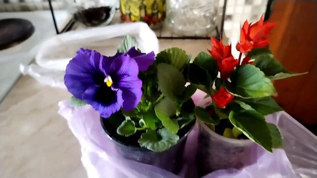 Паук плетёт паутину. смотреть онлайн