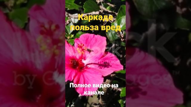 Каркаде #здоров #каквернутьздоровье #каклечить #лечениеводой #каклечиться #каркадеможно