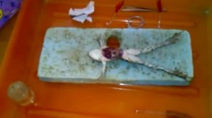 эксперимент с лягушкой 1