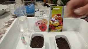 ГЕРБЕРА!💐Не всходит!!!Почему???💐