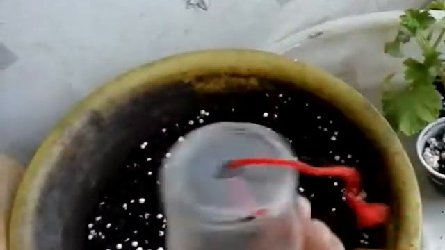 Пересадка деток на фитиль . смотреть онлайн