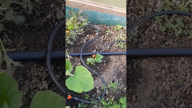 капельный полив Жук на 60 растений от ёмкости для теплицы смотреть онлайн