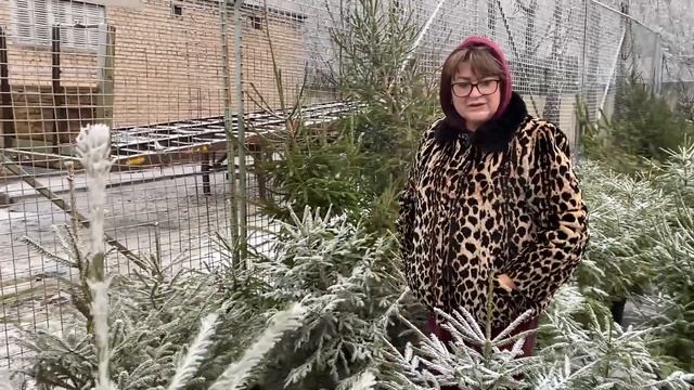 Сколько стоит ёлка и как работают ёлочные базары в Минске.