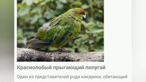сколько и какие виды попугаев существует