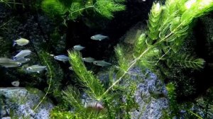 ПОЖЕЛАНИЯ И ОТВЕТ КАНАЛУ КИСА ЧЕЧНЯ