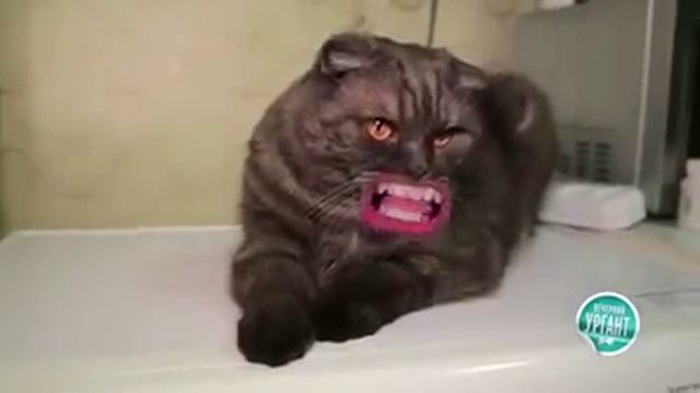 Бешеный кот он умеет петь смотреть онлайн