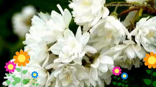 Чубушник венечный Миннесота Сноуфлейк. Краткий обзор philadelphus coronarius Minesota Snowflake смотреть онлайн