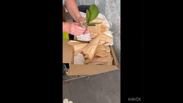Распаковка орхидей от поставщика SON YA/ПРОДАЖА