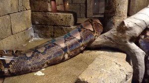 Питон. Трехметровый питон готов к нападению. Animals & fish.