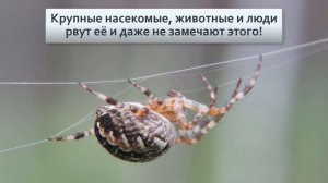 Паук крестовик Основной русский паук и его жизнь