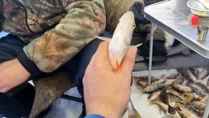 Зимняя рыбалка на окуня на Братском водохранилище