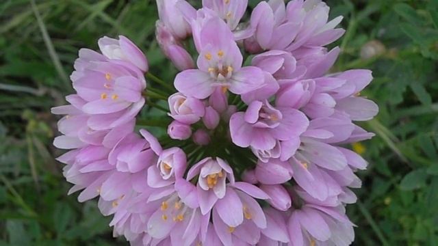 AJO DE BRUJAS: Allium roseum (www.riomoros.com) смотреть онлайн