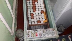 Кошмар 😱Нужно что-то делать! Овоскопирование куриных яиц 🥚 16-й день инкубации 🐣