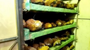 как сушить чагу. сушилка своими руками.