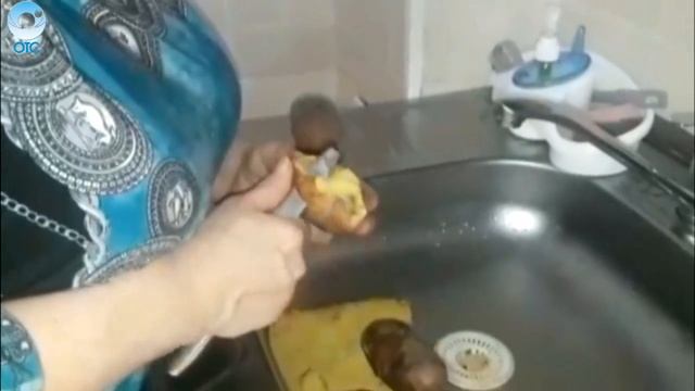 В одном из супермаркетов мегаполиса продают гнилые подмороженные овощи смотреть онлайн