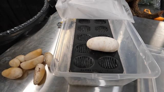 What's Inside a Slug Infertile Ball Python Egg? Disaster to Begin 2023!