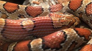 Кормление маисового полоза 21.09.2019