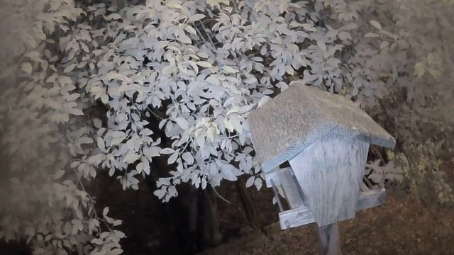 Жела Live Stream смотреть онлайн