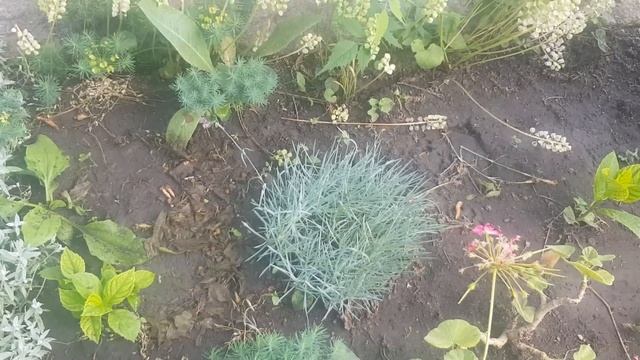 Обзор Моих Клумб 10 Июня | Новая Зона для Отдыха | Купила Новые Цветы | смотреть онлайн