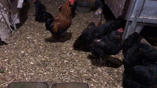 Порода кур ушанка/описание породы/разведение/куры смотреть онлайн