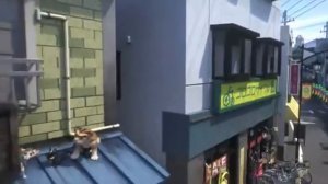 Жил был Кот