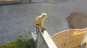 Обезьяна ест банан