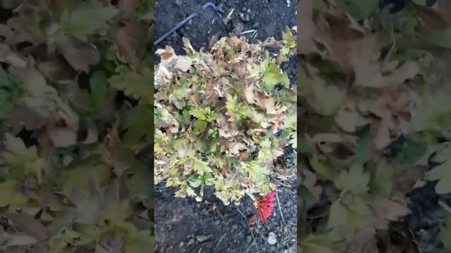 Остатки роскоши в полисаднике #хризантемы#герань смотреть онлайн