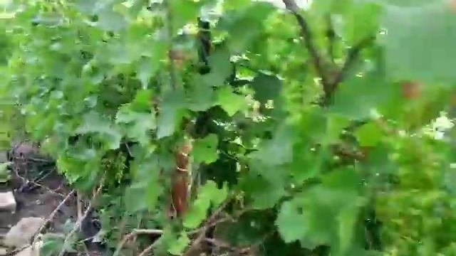 Причины горошения на сорте винограда Кодрянка