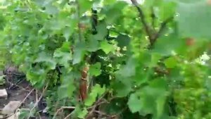Причины горошения на сорте винограда Кодрянка