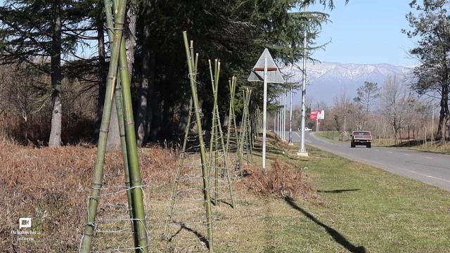 На въезде в город Очамчыра высадили аллею из мимоз, которая, в ближайшем будущем, будет радовать...