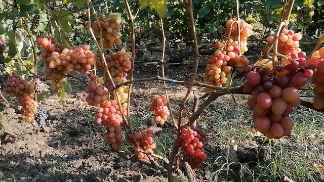 Виноград Соперник(Криуля С. И.) виноградник Король В. Н. г.Краснодар 2023год