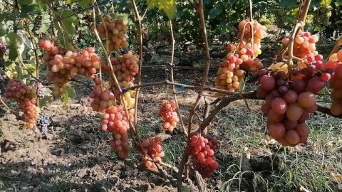 Виноград Соперник(Криуля С. И.) виноградник Король В. Н. г.Краснодар 2023год