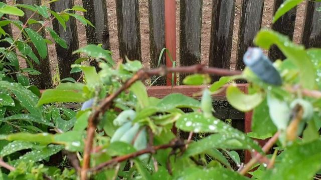 Бросаю свою дачу соседям и уезжаю #дача#будогощь#кириши смотреть онлайн