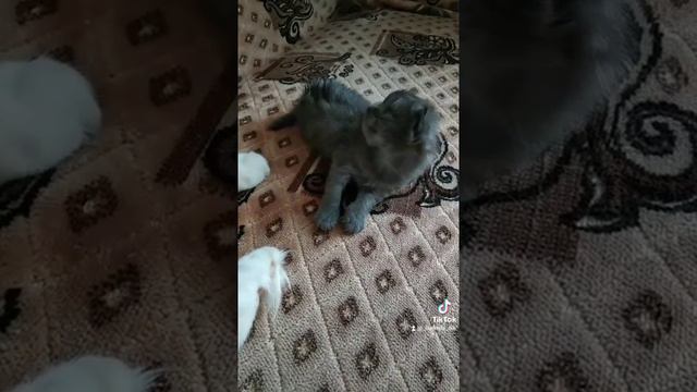 Котёнок икает.