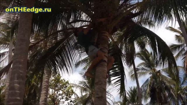 Мастер-класс "Как достать кокос с кокосовой пальмы?" (Самуи, Таиланд) смотреть онлайн