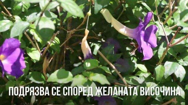 Тунбергия -Thunbergia erecta ! Многогодишно растение! смотреть онлайн