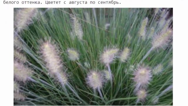 Пеннисетум посадка и уход в открытом грунте пересадка размножение