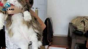 10 Pictures That Prove That Maine Coon Cats Are MASSIVE!