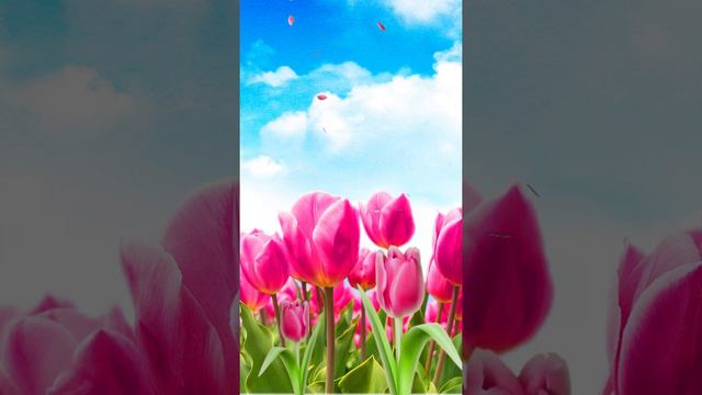 Galaxy Themes - [poly] the pink tulips