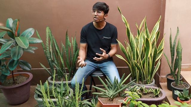 Snake Plant Care in Hindi || How to Propagate || Sansevieria || स्नेक प्लांट смотреть онлайн