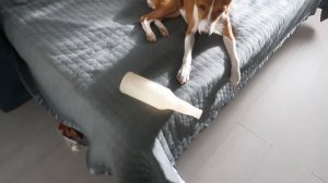 СМАРТ БАСЕНДЖИ МАЛЕНЬКИЙ ВРЕДИТЕЛЬ