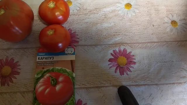 Дегустация : томат карапуз