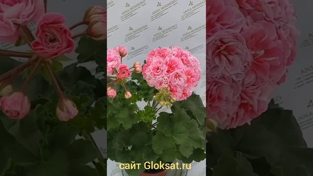 МальТа- Первая Леди ?????? #пеларгонии #комнатныецветы #цветынаподоконнике #цветынабалконе #герань